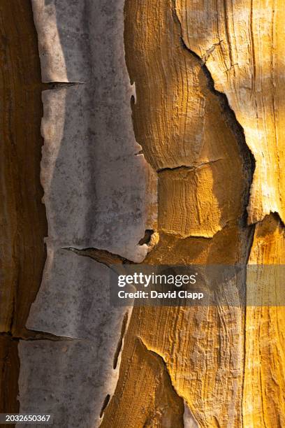 detail of the bark of a quiver tree in the desert at keetmanshoop in namibia, south africa - quivertree forest stockfoto's en -beelden