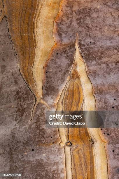 detail of the bark of a quiver tree in the desert at keetmanshoop in namibia, south africa - quivertree forest stockfoto's en -beelden