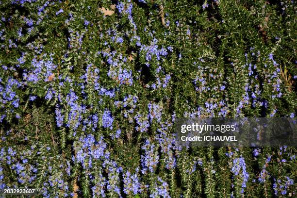 rosemary in bloom france - inzoomen stockfoto's en -beelden