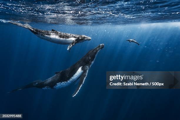 low angle view of dolphins swimming in sea,tonga - vida marítima fotografías e imágenes de stock