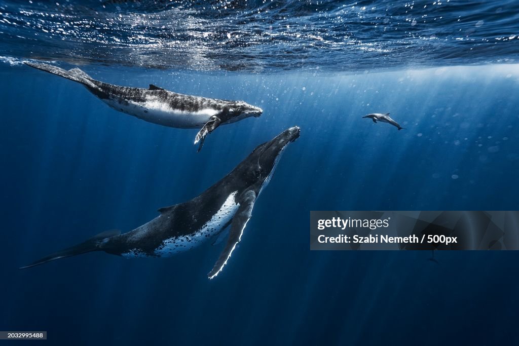 Low angle view of dolphins swimming in sea,Tonga