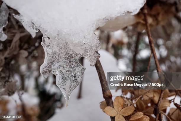 close-up of frozen plant during winter,birmingham,michigan,united states,usa - birmingham michigan stock pictures, royalty-free photos & images