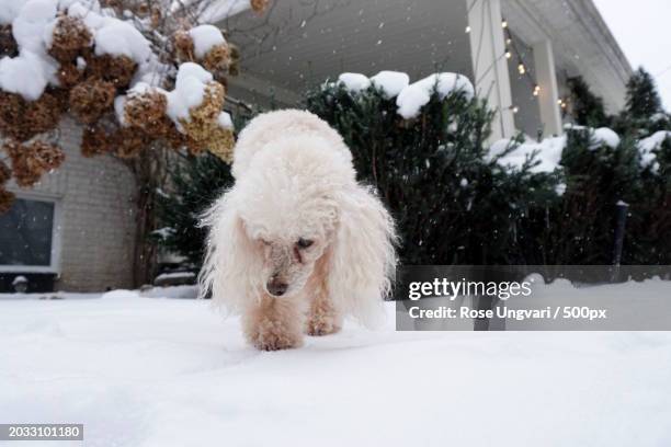 a golden retriever in the snow,birmingham,michigan,united states,usa - birmingham michigan stock pictures, royalty-free photos & images