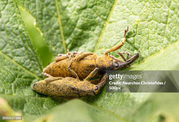 close-up of frog on leaf,limassol,cyprus - limassol stock-fotos und bilder