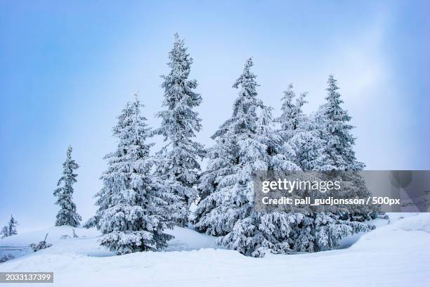 trees on snow covered field against sky - gloria pall imagens e fotografias de stock