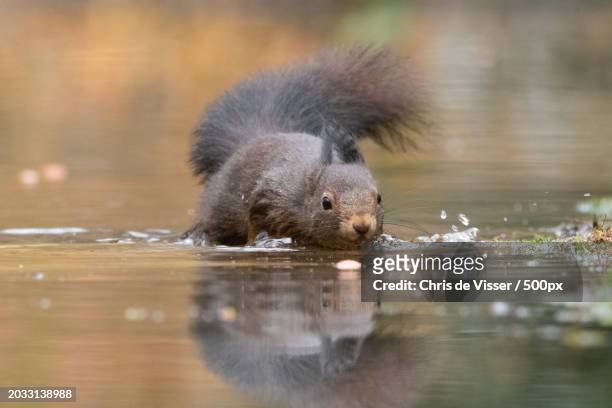 close-up of squirrel swimming in lake - viser stock pictures, royalty-free photos & images