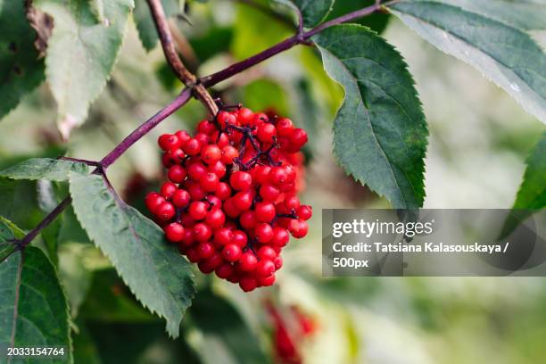 close-up of red berries growing on tree - treelike stock pictures, royalty-free photos & images