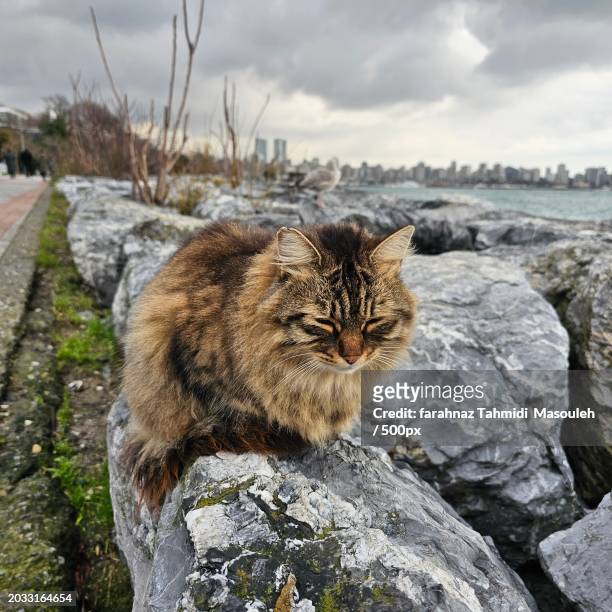 close-up of cat sitting on rock against sky - siberian cat stock pictures, royalty-free photos & images