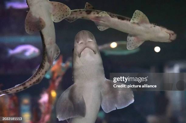 February 2024, Schleswig-Holstein, Tönning: Large spotted catsharks swim in an aquarium at the Multimar Wattforum. Photo: Marcus Brandt/dpa