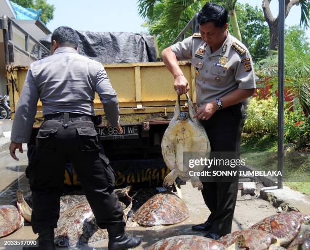 Turtle Shell Police 247 Siezed Stock Photos, High-Res Pictures, and Images - Getty Images
