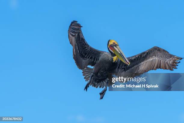 brown pelican - pelikaan stockfoto's en -beelden