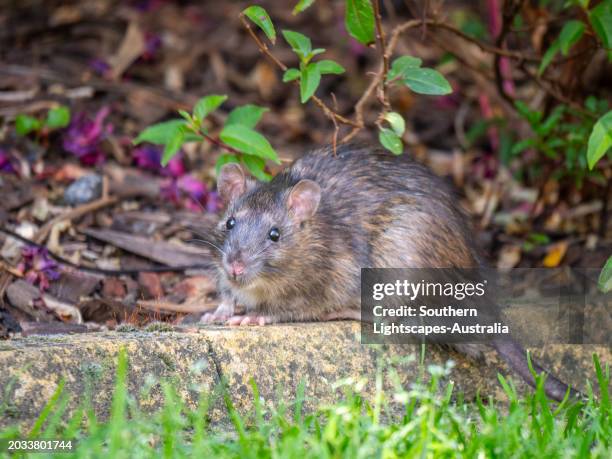 177 Fresh Rats Stock Photos, High-Res Pictures, and Images - Getty Images