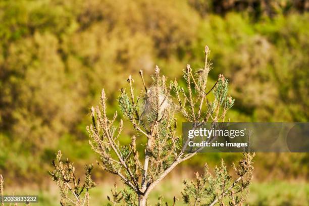 close-up of a pine tree in a forest on a sunny day with bushes in the background and a processionary nest on top of it, front view - infezione parassitaria foto e immagini stock