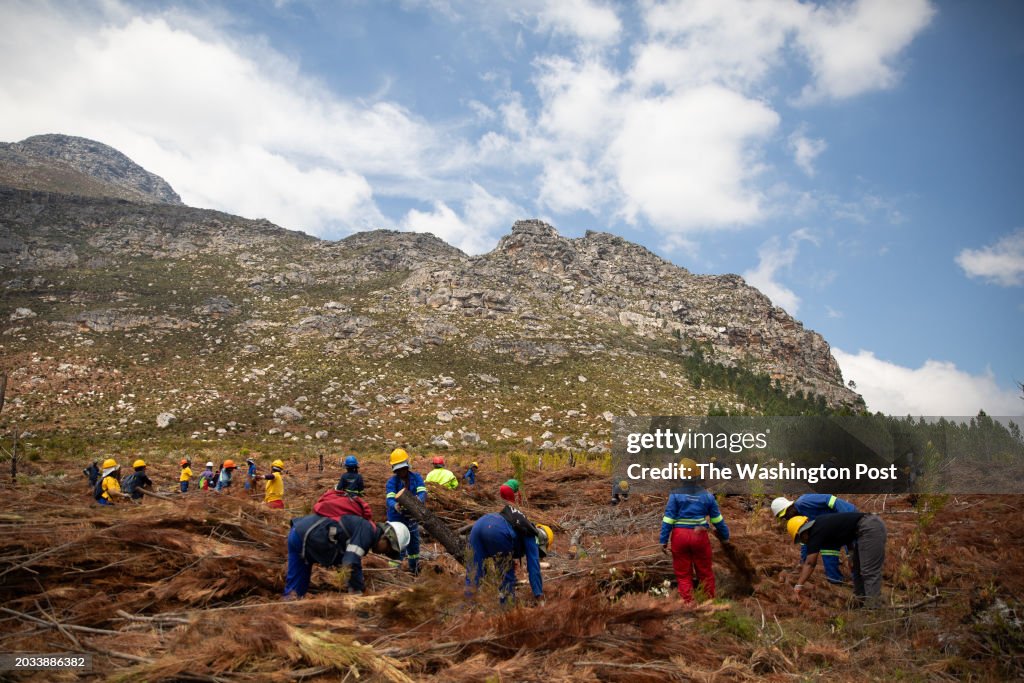 Cutting Down Trees to Save Water in Cape Town