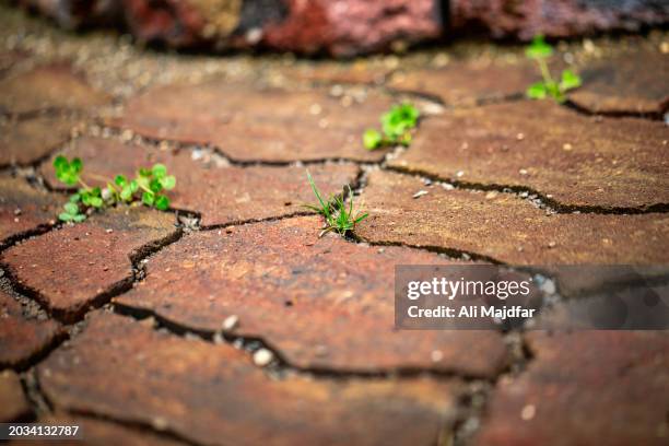 weed in pavement - jäten stock-fotos und bilder