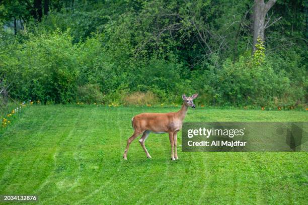 deer fawn in backyard - concept does not exist 個照片及圖片檔