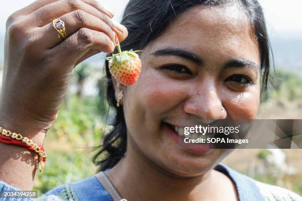 Tourist seen holding a strawberry at a strawberry garden in Berastagi City.