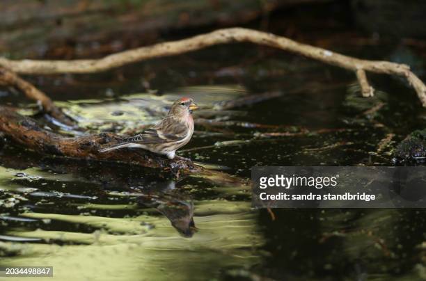 a beautiful redpoll, drinking at a woodland pond. - reflection pool stock pictures, royalty-free photos & images