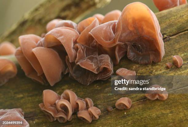 jew's ear, (black) wood ear, jelly ear fungus, auricularia auricula-judae, growing on a tree in the uk. - auricularia auricula judae stock pictures, royalty-free photos & images