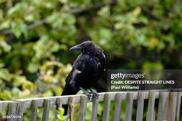 carrion crow - corvus corone - dead crow stock pictures, royalty-free photos & images