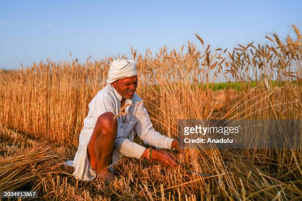 An Indian farmer harvests wheat crop at a farm on the outskirts of Bhopal, Madhya Pradesh, India, on February 22, 2024. India is the world's...