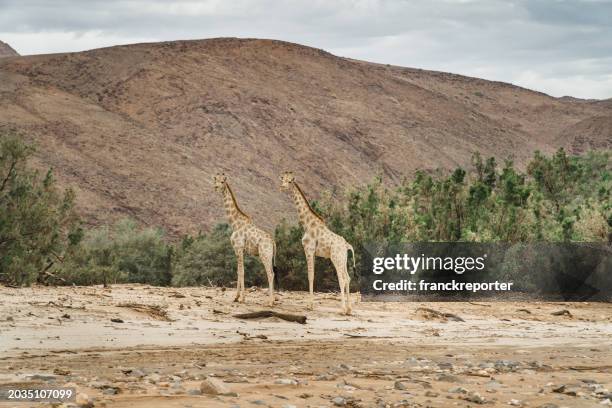 solo giraffe in namibia - kgalagadi transfrontier park stock pictures, royalty-free photos & images