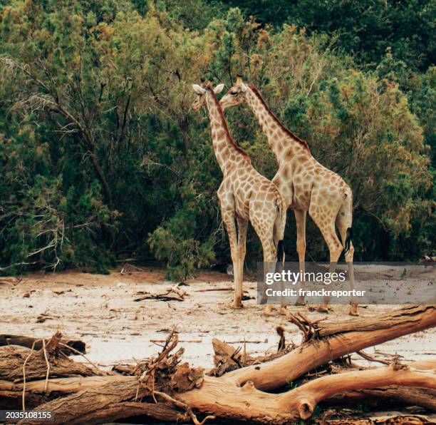 solo giraffe in namibia - サウスアフリカキリン ストックフォトと画像