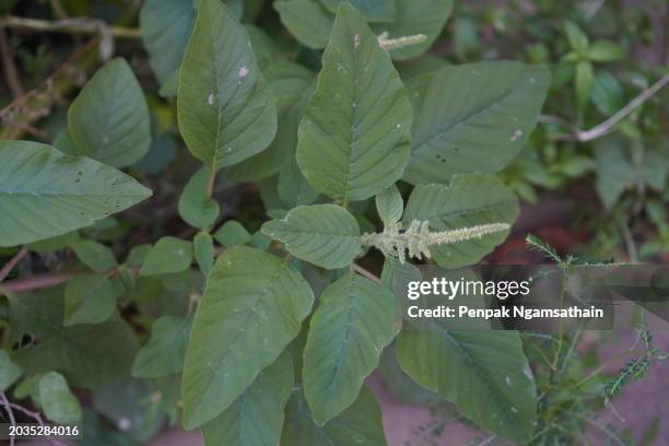 amaranthus viridis, amaranthaceae green leaves vegetable fresh blooming in garden, nature food background - amarant stock-fotos und bilder