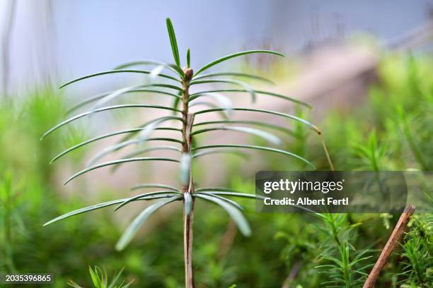 seedling of a yew - yew needles stock pictures, royalty-free photos & images