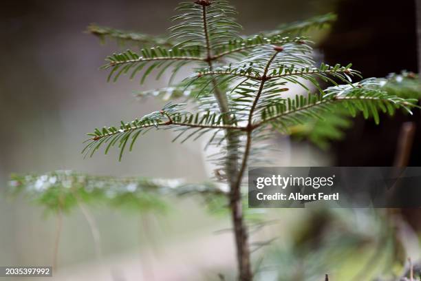 little yew - yew needles stock pictures, royalty-free photos & images