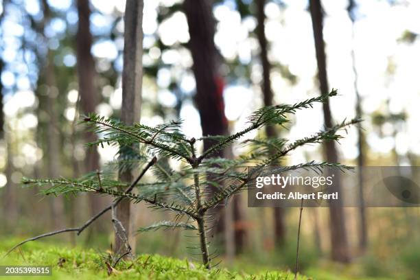 seedling of a yew - yew needles stock pictures, royalty-free photos & images
