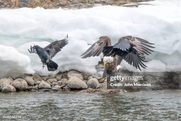 bald eagle and raven on carcass in the yellowstone river in montana in western usa of north america - dead raven stock-fotos und bilder