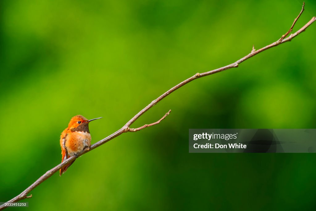 Birds on Vancouver Island British Columbia