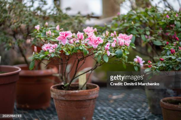 old terracotta pots with azalea shrubs blooming with pink flowers cultivated in orangery, greenhouse in winter - flower pot stock pictures, royalty-free photos & images