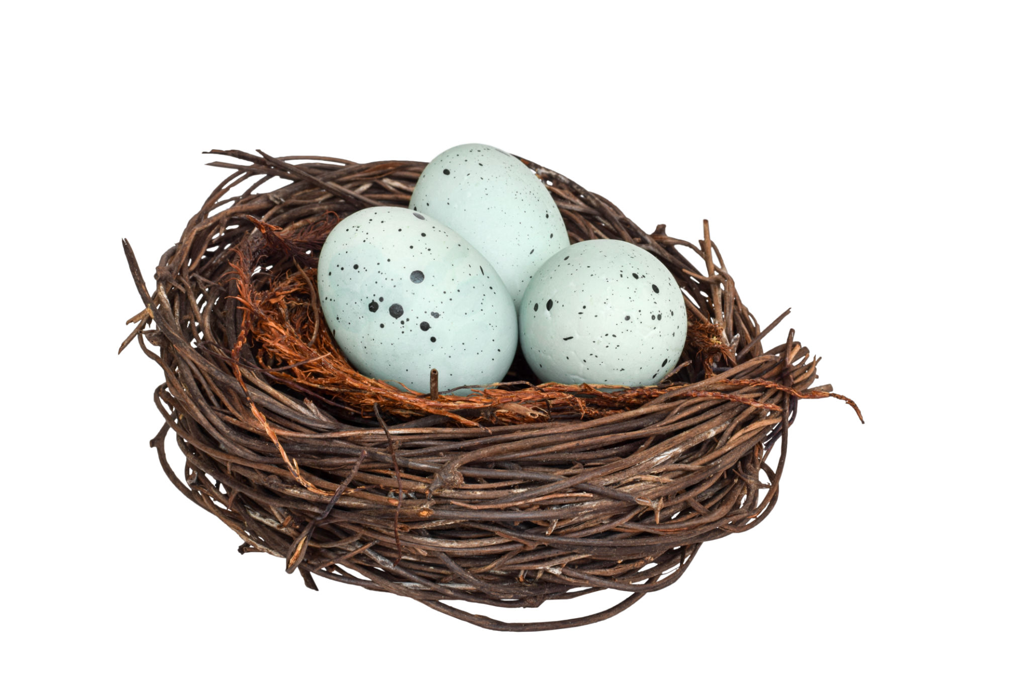 bird nest