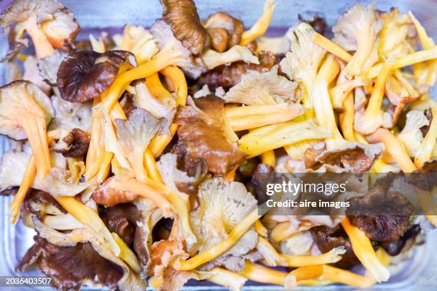 group of yellow foot mushrooms (cantharellus lutescens) selected and ready to use - cantharellus tubaeformis stock pictures, royalty-free photos & images