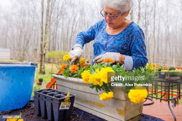 concentrated, senior woman moving yellow and orange marigolds to a new pot in spring. - flower bucket stock pictures, royalty-free photos & images