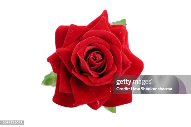 rose - rosa foto e immagini stock