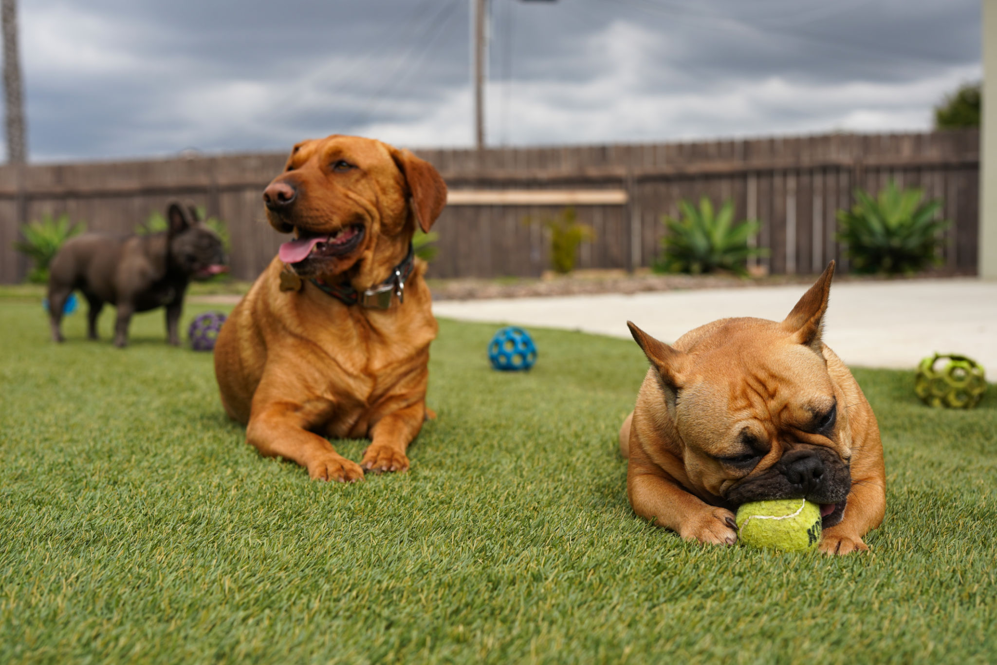 small dogs playing