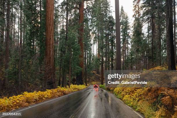 sequoia national park roads - sequoia stock pictures, royalty-free photos & images