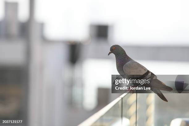 pigeon perched on railing - city birds eye stock pictures, royalty-free photos & images