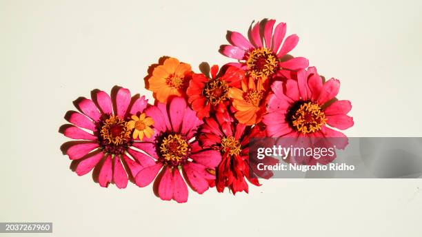 flower arrangement of red and pink aster flower on white background - aster stock pictures, royalty-free photos & images