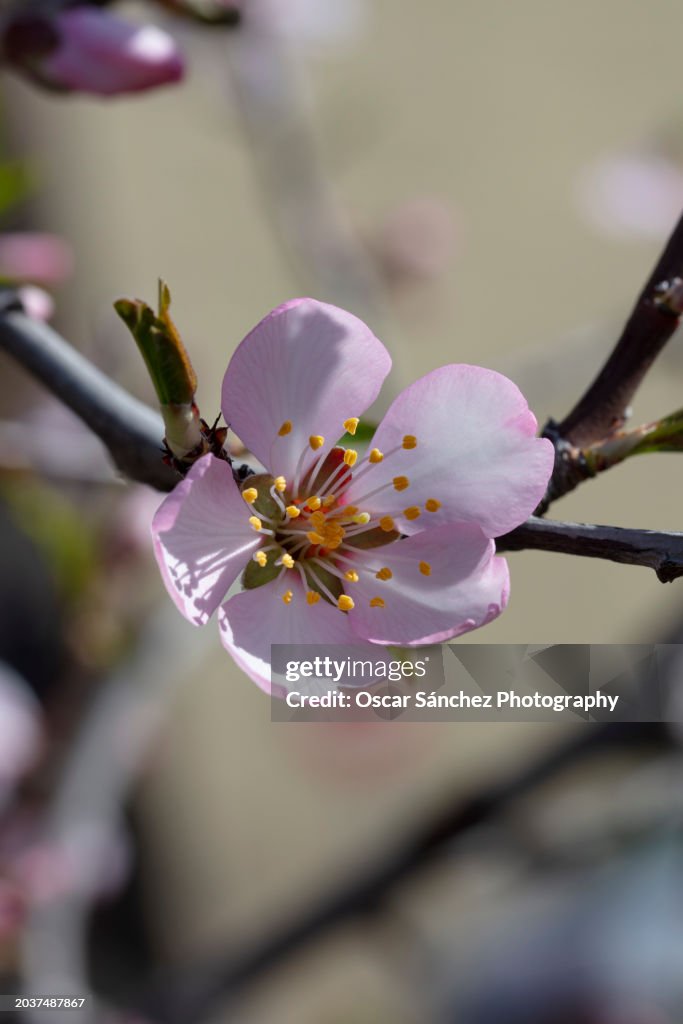 Almond flower in spring