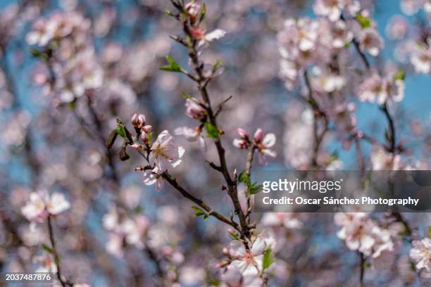 almond blossoms in spring - buds stock pictures, royalty-free photos & images