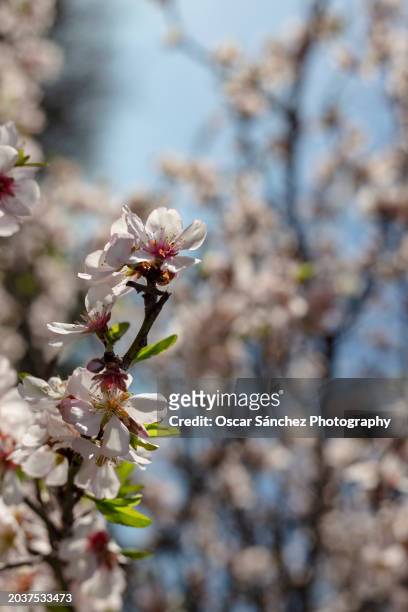 almond flowers in spring - buds stock pictures, royalty-free photos & images