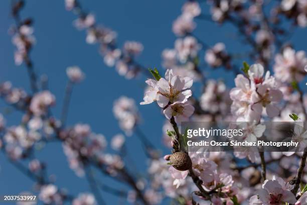 almond flowers in spring - buds stock pictures, royalty-free photos & images