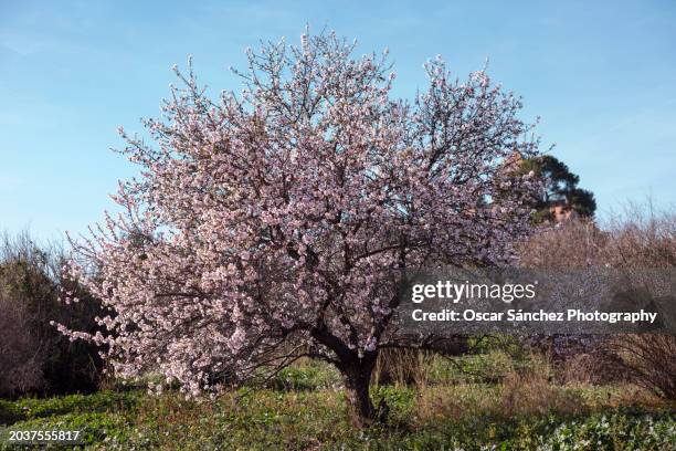 almond tree branches in bloom - almond tree stock pictures, royalty-free photos & images