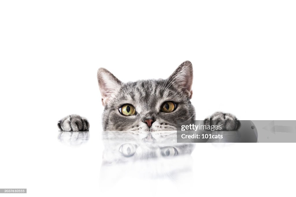 Big-eyed naughty cat looking at the target from behind the marble table