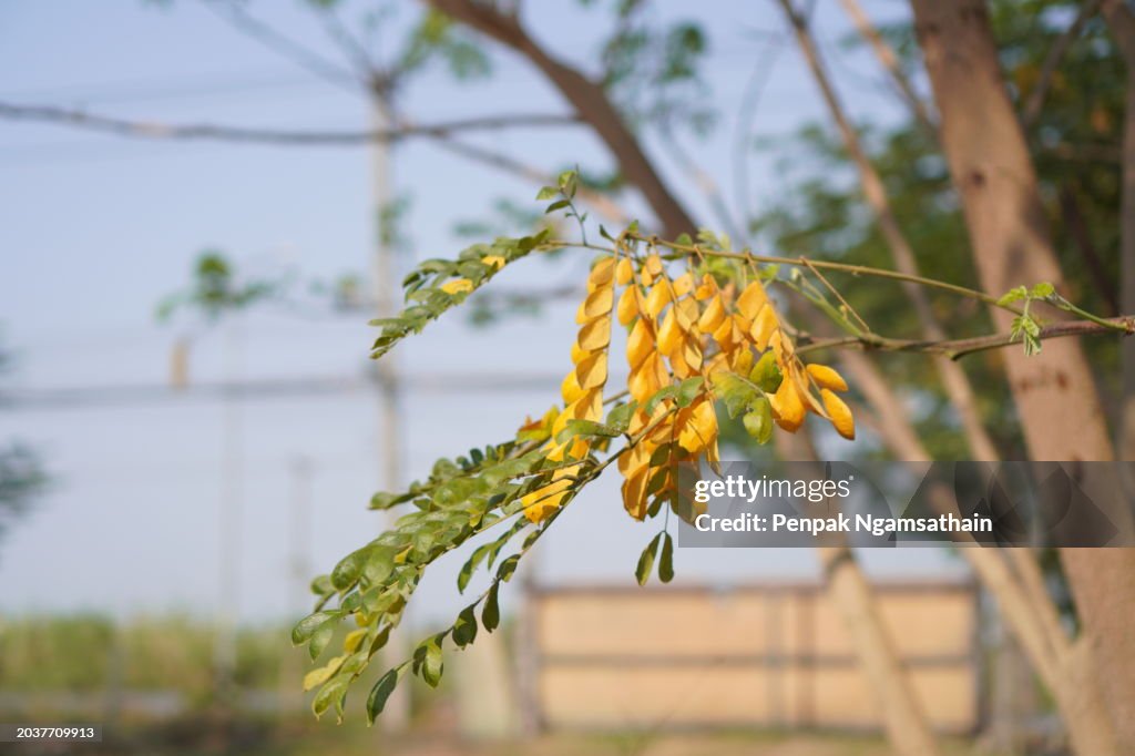 Samanea saman yellow leaves