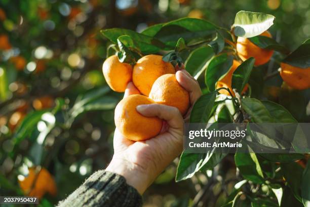 mann pflückt mandarinen in einem garten im herbst - mandarine stock-fotos und bilder
